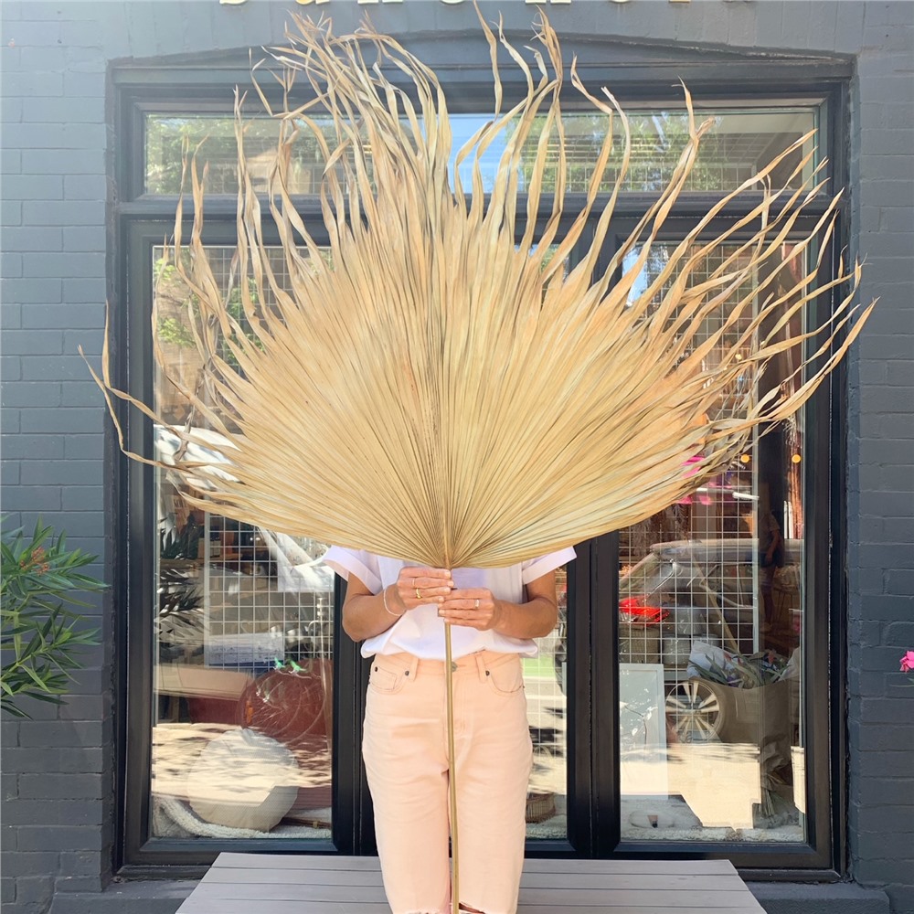 Giant palm leaf | Buk & Nola