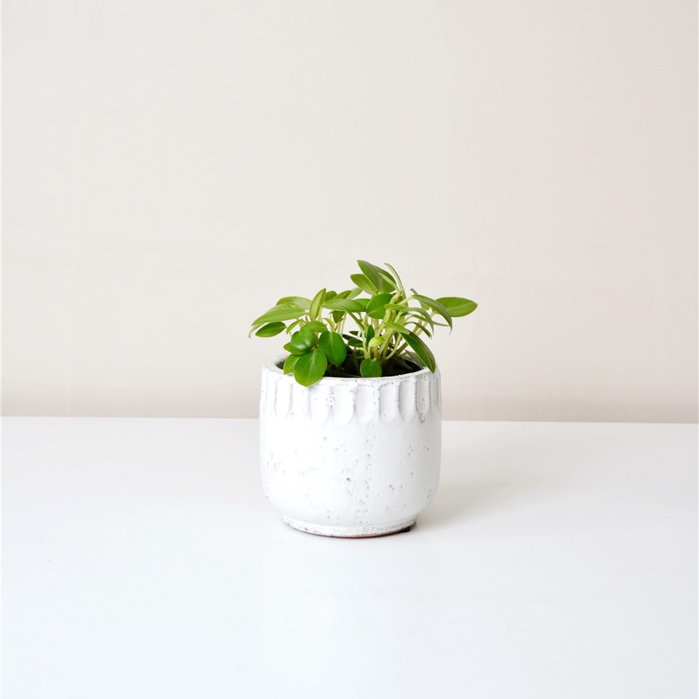Kanabi Decorative Planter | Buk & Nola