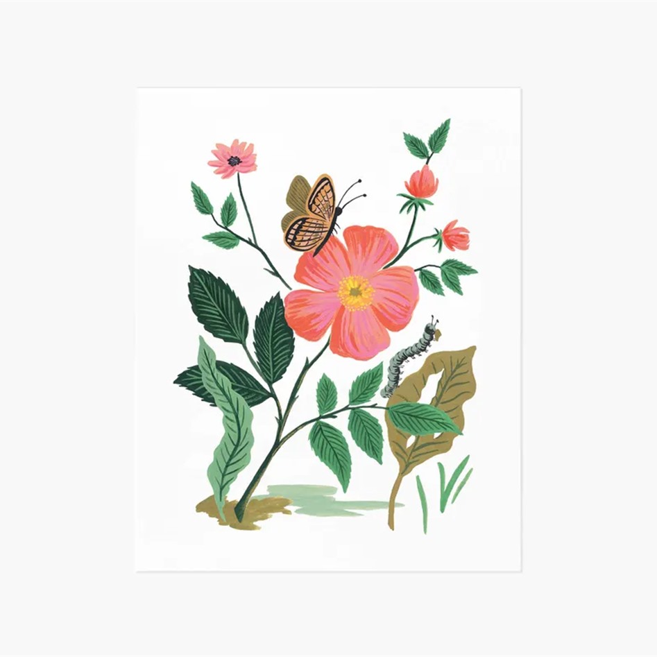 Small Garden rose art print | Buk & Nola